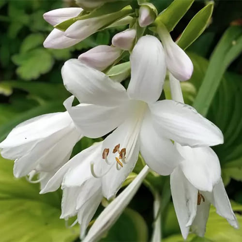 Хоста гибридная Fragrant Bouget Хоста гибридная Fragrant Bouget