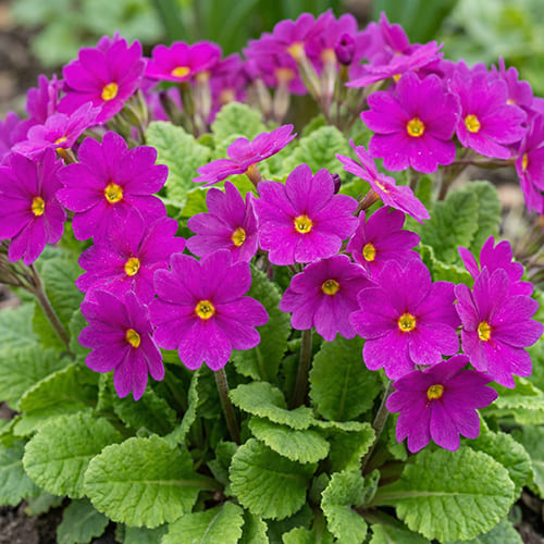 Примула Юлия