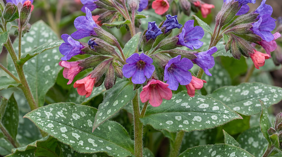Медуница (Pulmonaria)