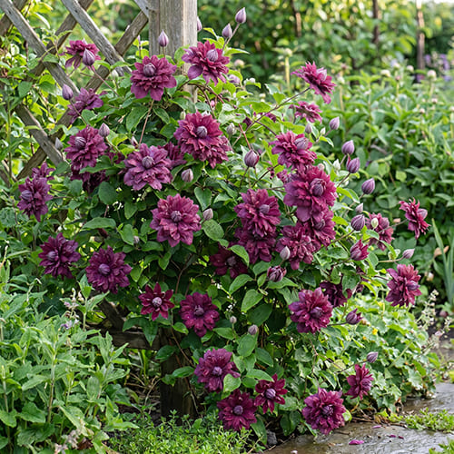 Клематис махровый Purpurea Plena Elegans Клематис махровый Purpurea Plena Elegans