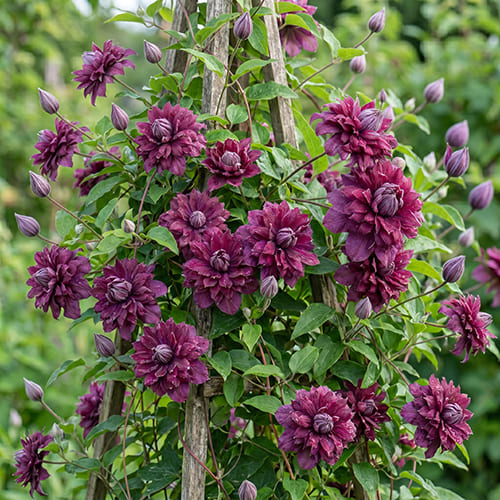Клематис махровый Purpurea Plena Elegans Клематис махровый Purpurea Plena Elegans