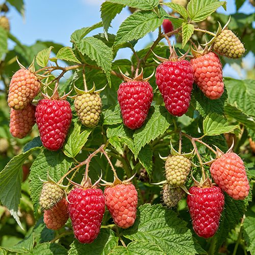 Малина ремонтантная Энросадира-2