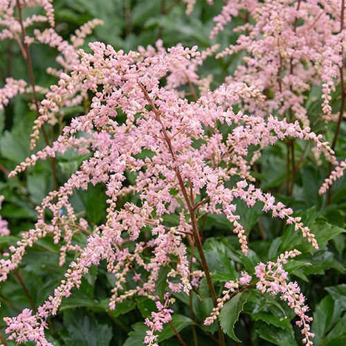 Астильба простолистная Inshriach Pink
