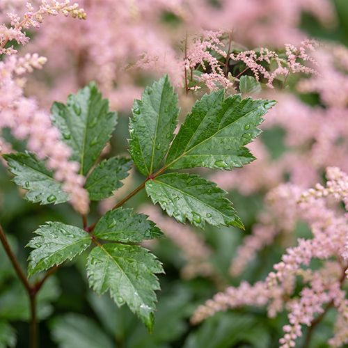 Астильба простолистная Inshriach Pink Астильба простолистная Inshriach Pink