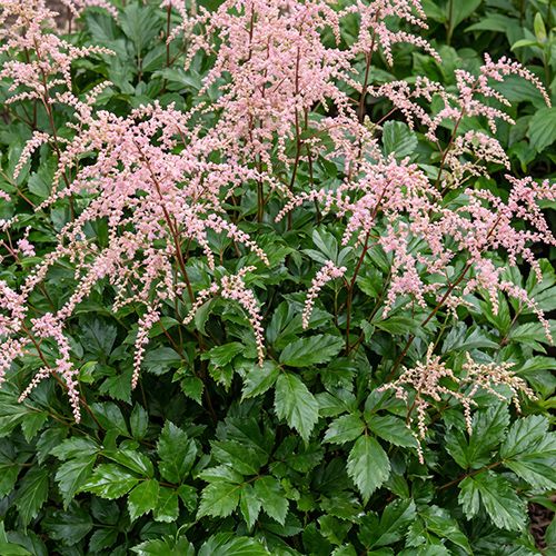 Астильба простолистная Inshriach Pink Астильба простолистная Inshriach Pink