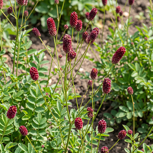 Кровохлебка лекарственная Little Red Tanna Кровохлебка лекарственная Little Red Tanna