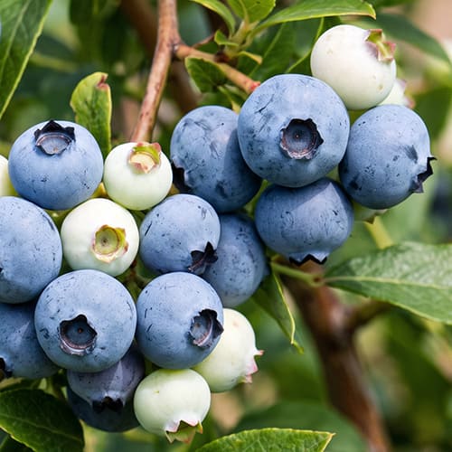 Голубика садовая Denis Blue Голубика садовая Denis Blue